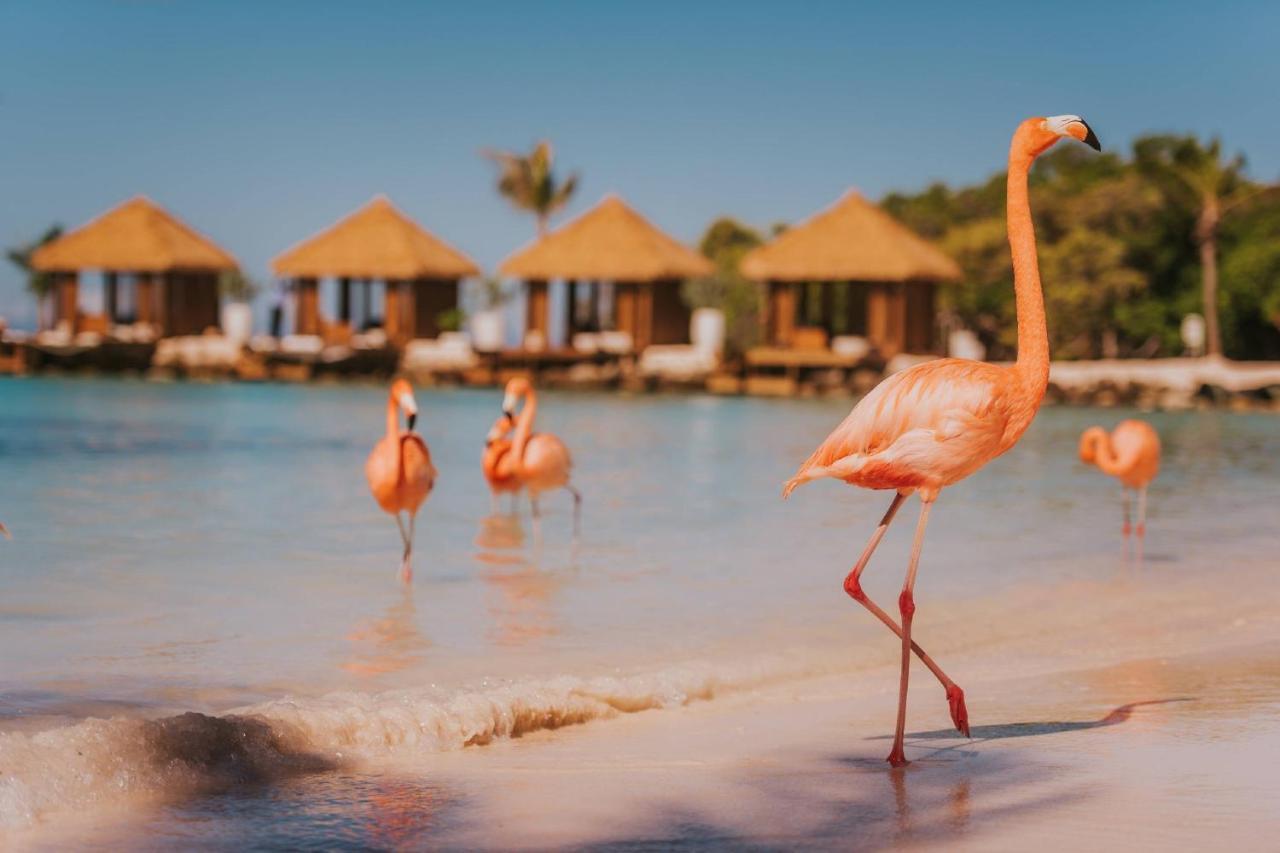 Renaissance Wind Creek Aruba Resort Oranjestad Dış mekan fotoğraf